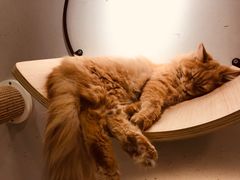 -飞行喵MR PILOT|猫舍·猫咖(静安大融城店)