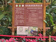 -西双版纳原始森林公园