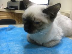 -芭比堂宠物医院·全科爱猫医院·仁德分院