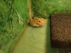 -上海大自然野生昆虫馆(东方明珠·爬宠昆虫探索中心)