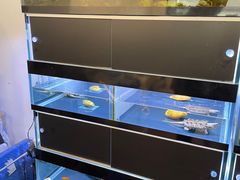-灵龟之家百象馆(百象馆联合旗舰店)