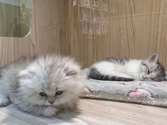 -屋虎猫馆(宝安大仟里店)