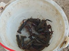 -同銮特种养殖场·龙虾垂钓