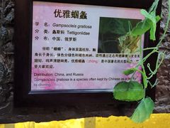 -上海大自然野生昆虫馆(东方明珠·爬宠昆虫探索中心)