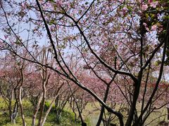 -青枫公园