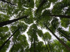 -山王坪喀斯特国家生态公园