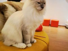 -1013 PET SHOP精品宠物商店(丁香店)
