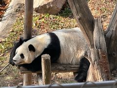 -沈阳森林动物园