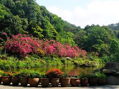 -深圳仙湖植物园