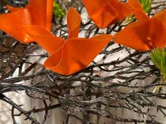 -迦南苑·新派青岛菜·生日纪念日主题餐厅