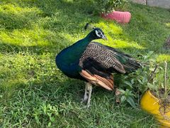 -西霞口神雕山野生动物世界