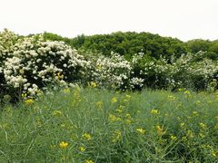 -苏州上方山国家森林公园