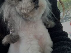 -博特宠物医院24h犬猫全科.骨科·异宠