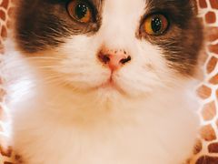 -飞行喵MR PILOT|猫舍·猫咖(静安大融城店)