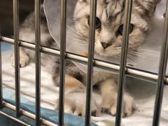 -萌兽医馆·犬猫专科·眼科中心·宠物医院(朝阳门分院)