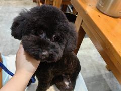 -小呆的宠物店·宠物售卖·宠物寄养(城西店)