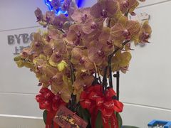 -泰康拜博口腔(世博园乐尔店)