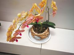 -兰陵国家农业公园