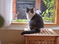 -有猫咖啡umeow coffee