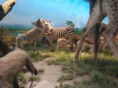 -国家自然博物馆