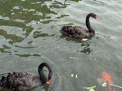 -五缘湾湿地公园