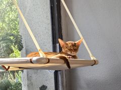 -琪喵猫屋·撸猫猫咖·猫舍