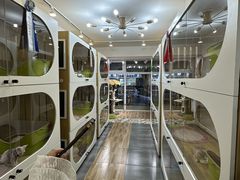 -青奢宠物·青奢猫舍