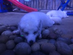 -芜湖新华联大白鲸海洋公园