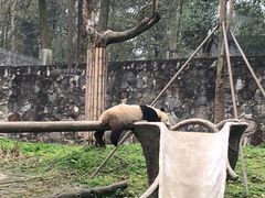 -都江堰中华大熊猫苑