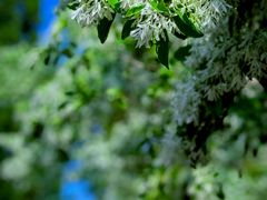 -国家植物园南园