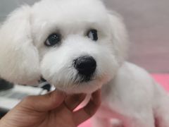 -宠福鑫康馨动物医院·骨科·眼科