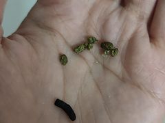 -菲尔斯特宠物医院