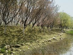 -合肥滨湖国家森林公园