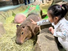 -萌宠奇缘