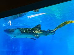 -成都浩海立方海洋公园