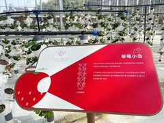 -建德果蔬乐园绪塘草莓基地