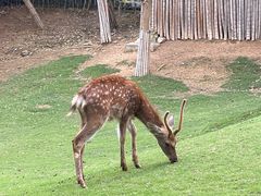 -泉州海丝野生动物世界