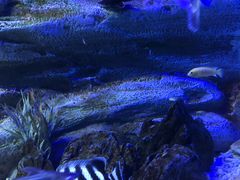 -芜湖新华联大白鲸海洋公园