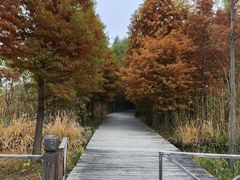 -溱湖国家湿地公园