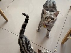 -平行世界·猫咖(首经贸店)