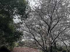 -中国茶叶博物馆(双峰馆区)