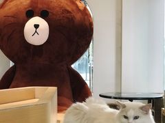 -瞄一喵猫咖(格力海岸店)