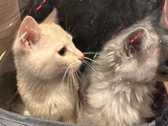 -老高烧烤(龙华星河iCO店)