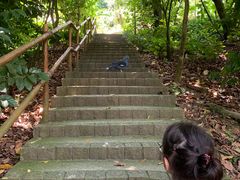 -新加坡飞禽公园