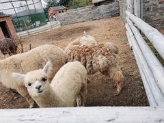 -清风小镇闯关东影视基地