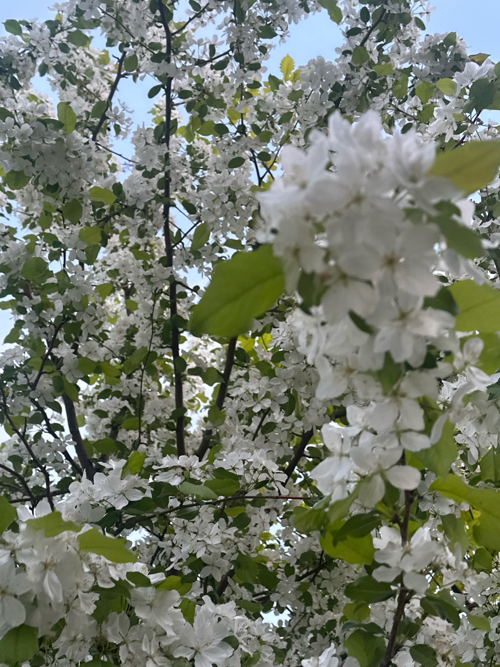 好一朵白色海棠花