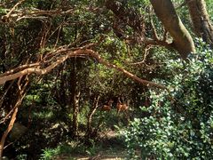 -大姆山草场
