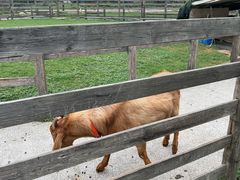 -前小桔亲子创意农场·草莓采摘·露营烧烤