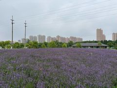 -菊园百果园