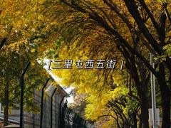 -三里屯东五街银杏大道